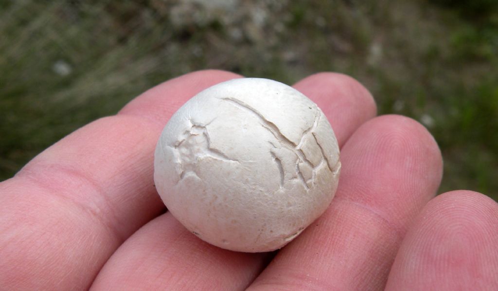 Bovista forse plumbea?